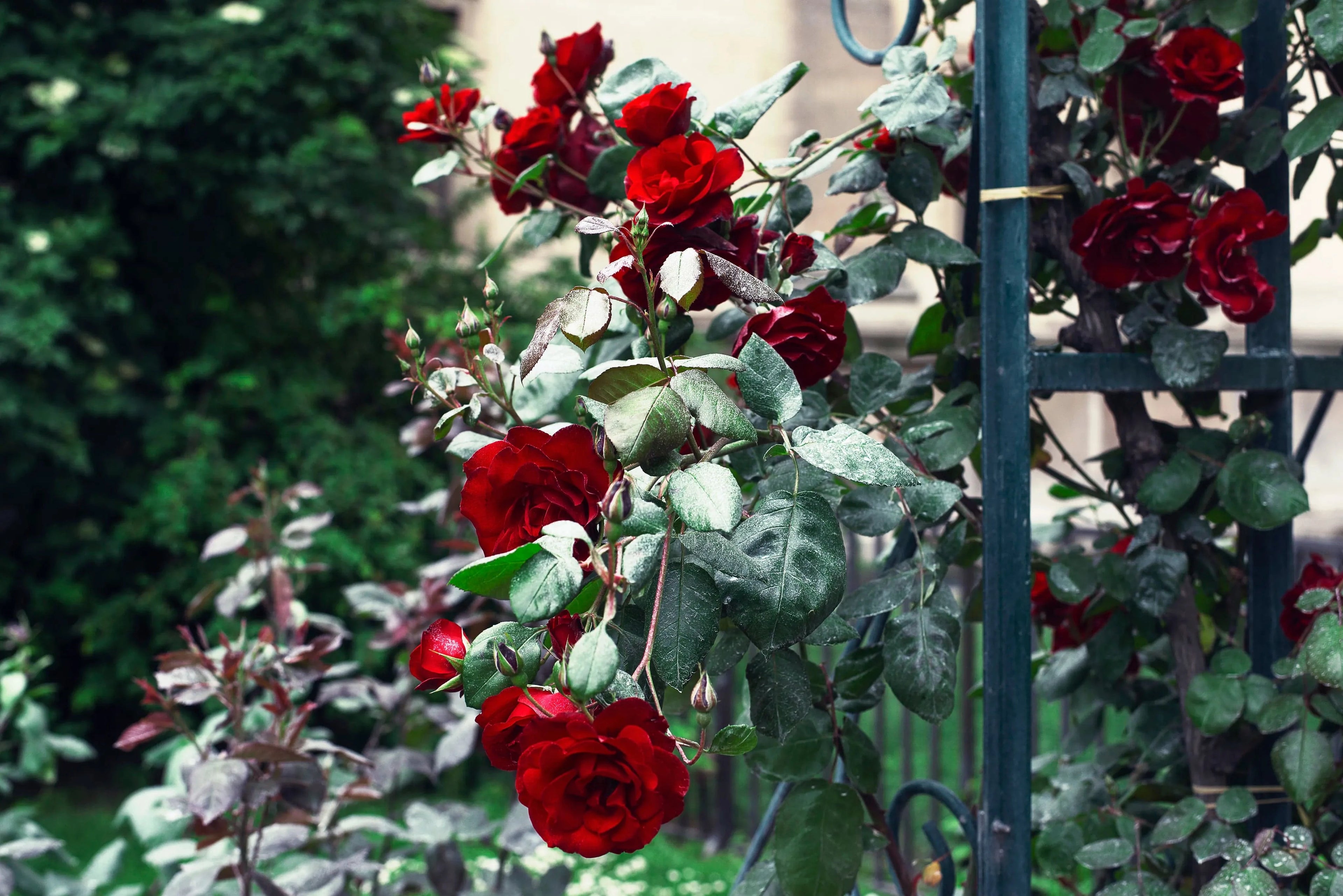 Faith-inspired red rose gift set with religious decor